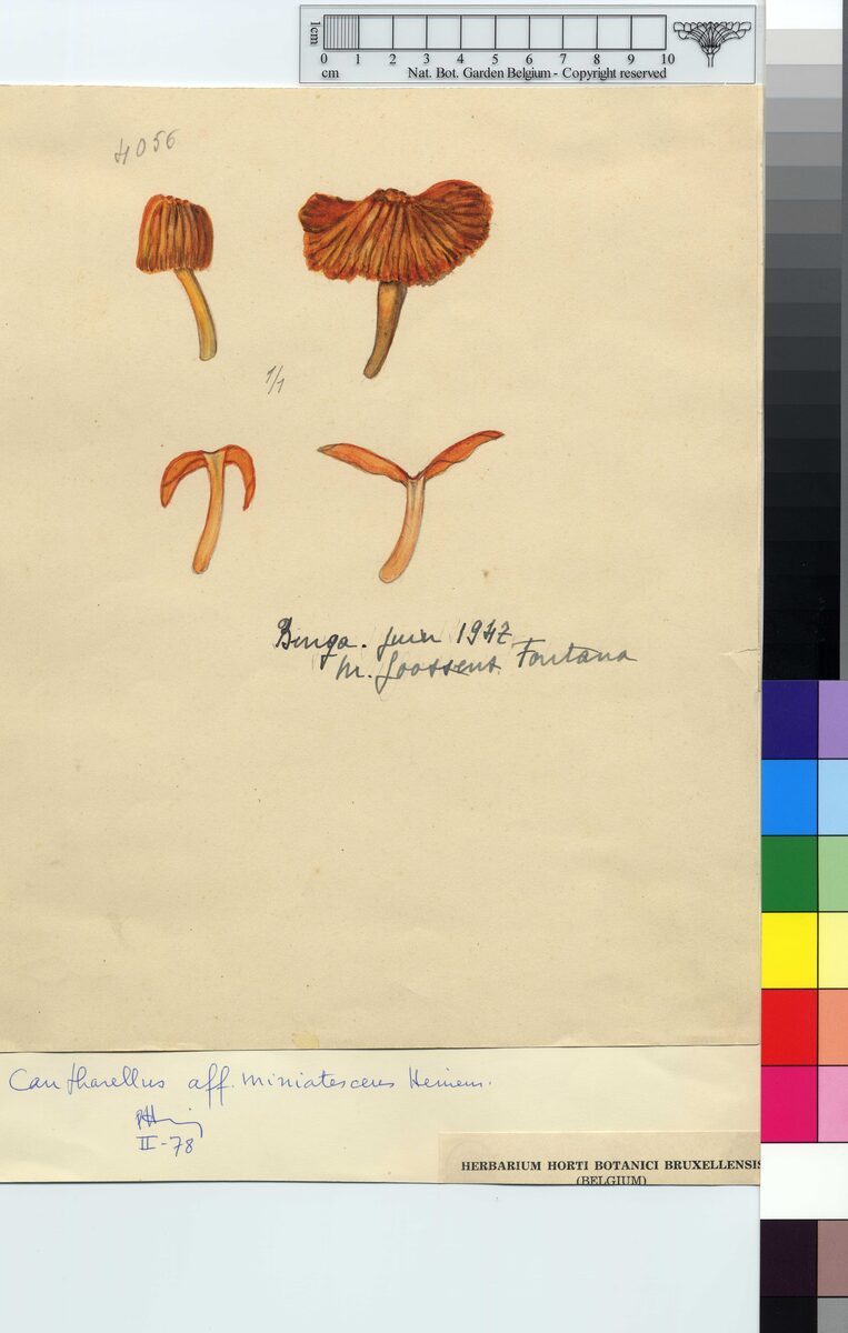 Gerronema hungo — photo