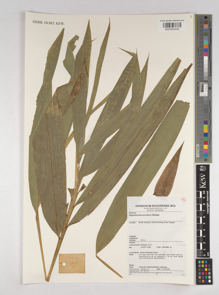 Gigantochloa pruriens — photo