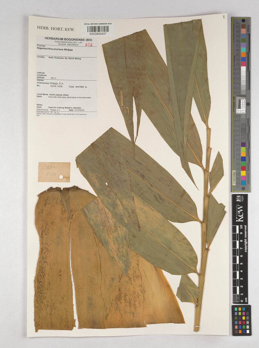 Gigantochloa pruriens — photo