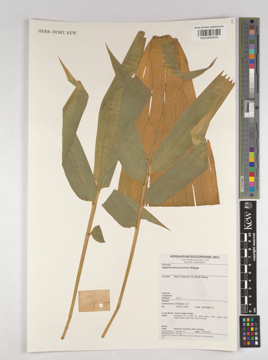 Gigantochloa pruriens