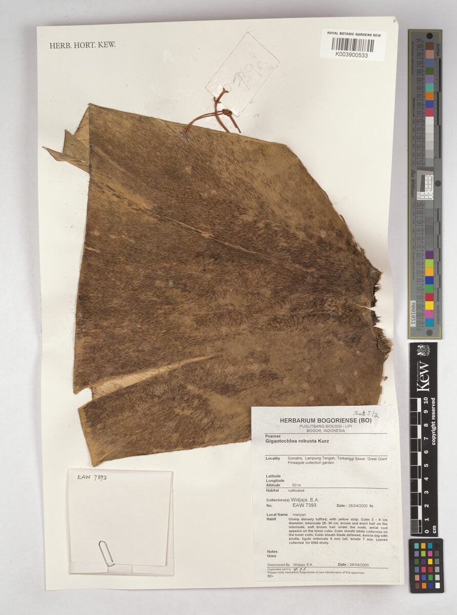 Gigantochloa robusta (Mayong bamboo) — photo
