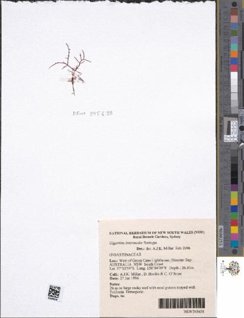 Gigartina intermedia — photo