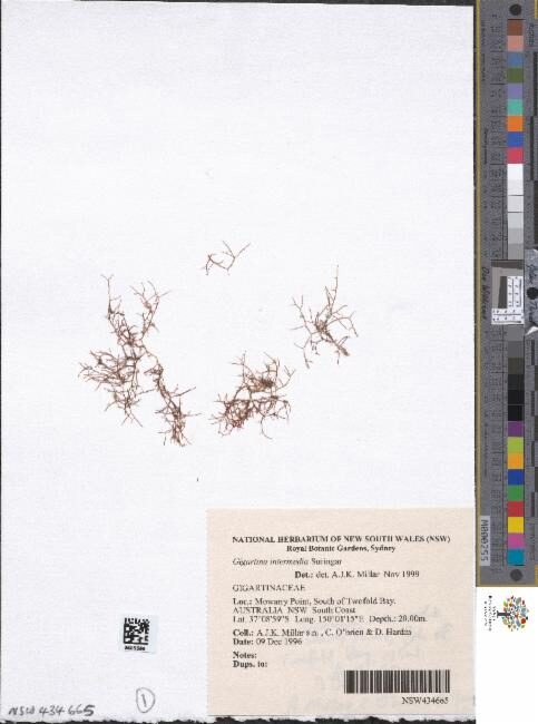 Gigartina intermedia — photo