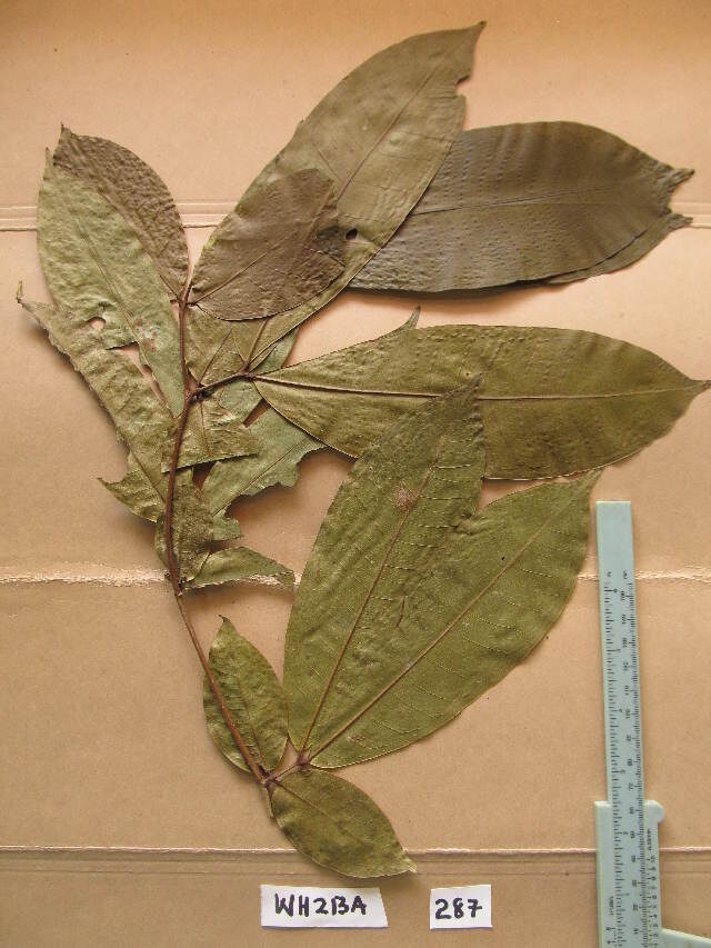 Gilbertiodendron preussii — photo