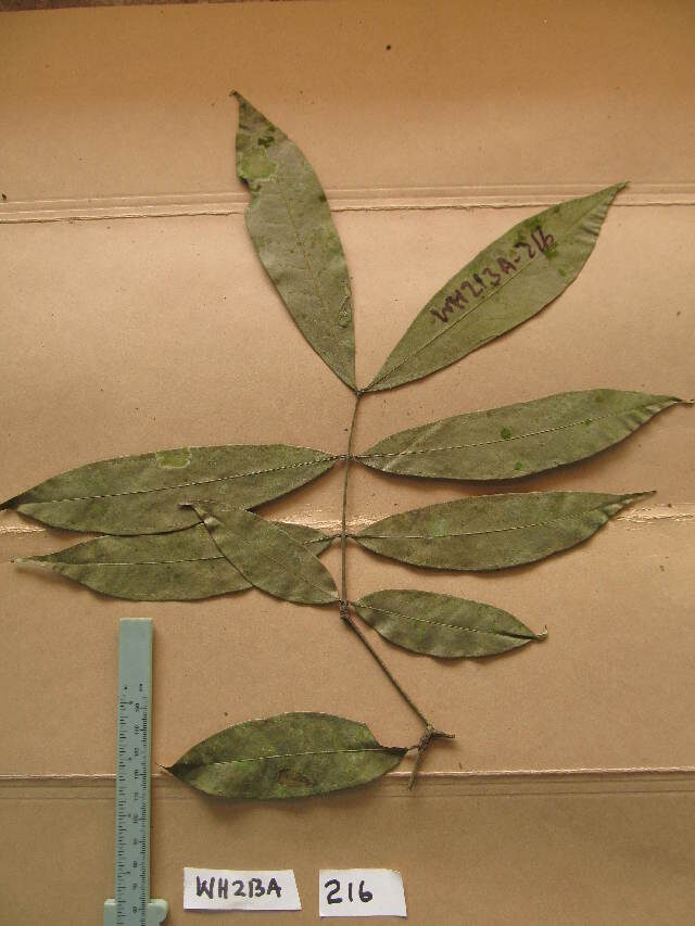 Gilbertiodendron preussii — photo