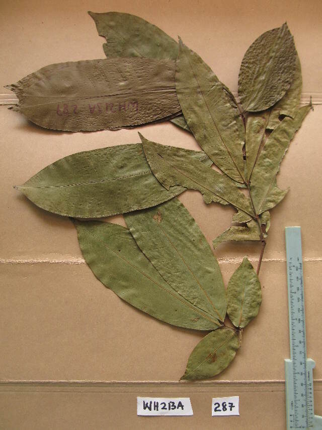 Gilbertiodendron preussii