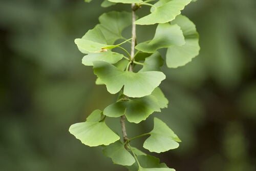 Ginkgo biloba (Maidenhair tree) — photo