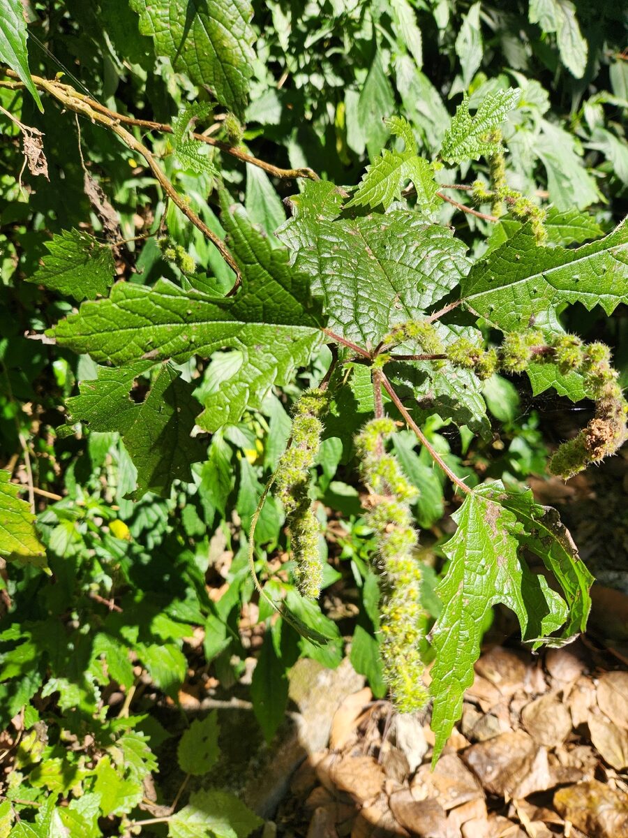 Girardinia diversifolia - (Link.)Friis. (Himalayan Nettle) — photo