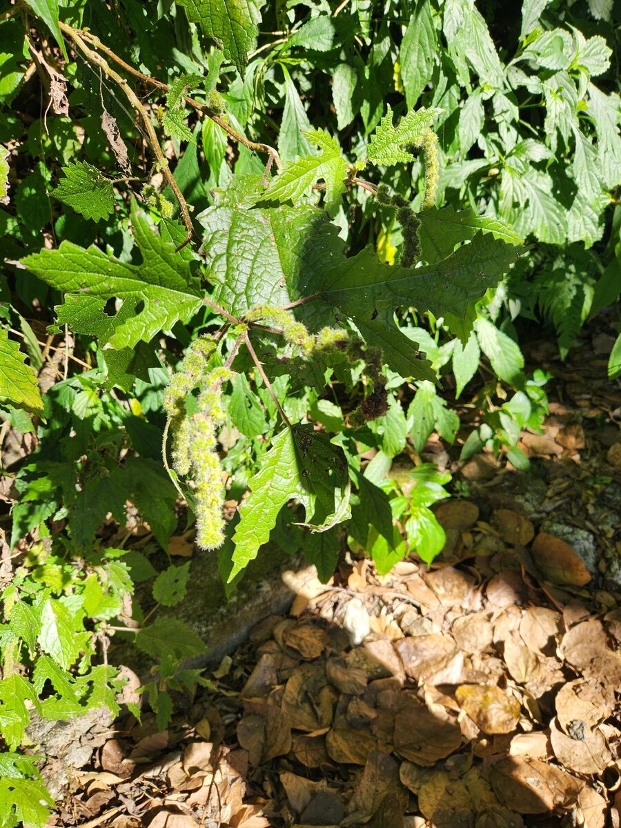 Girardinia diversifolia - (Link.)Friis. (Himalayan Nettle) — photo