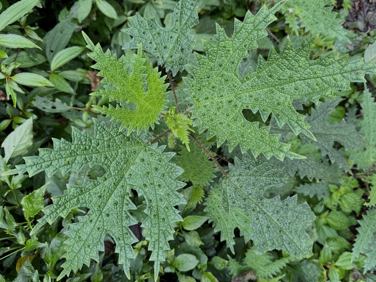 Girardinia diversifolia - (Link.)Friis.