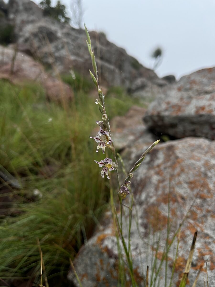 Gladiolus permeabilis edulis - (Bercht)Oberm. — photo