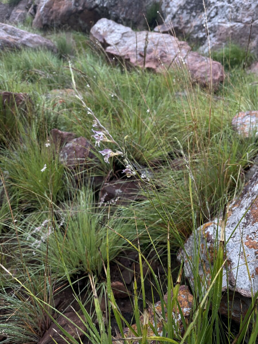 Gladiolus permeabilis edulis - (Bercht)Oberm. — photo