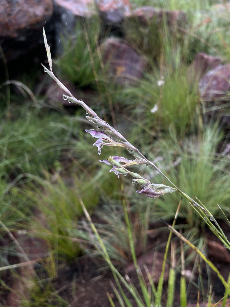 Gladiolus permeabilis edulis - (Bercht)Oberm.