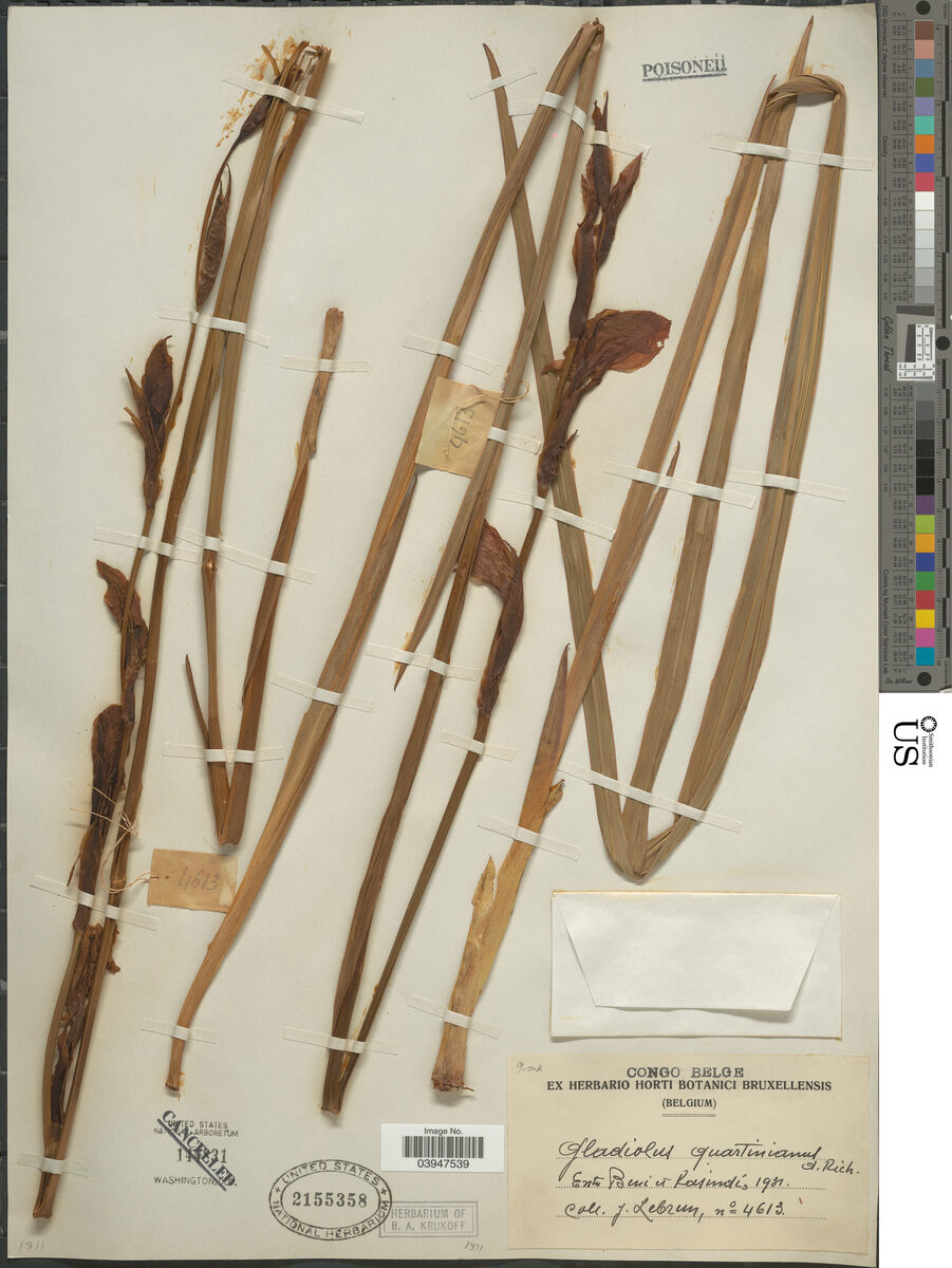 Gladiolus quartinianus — photo