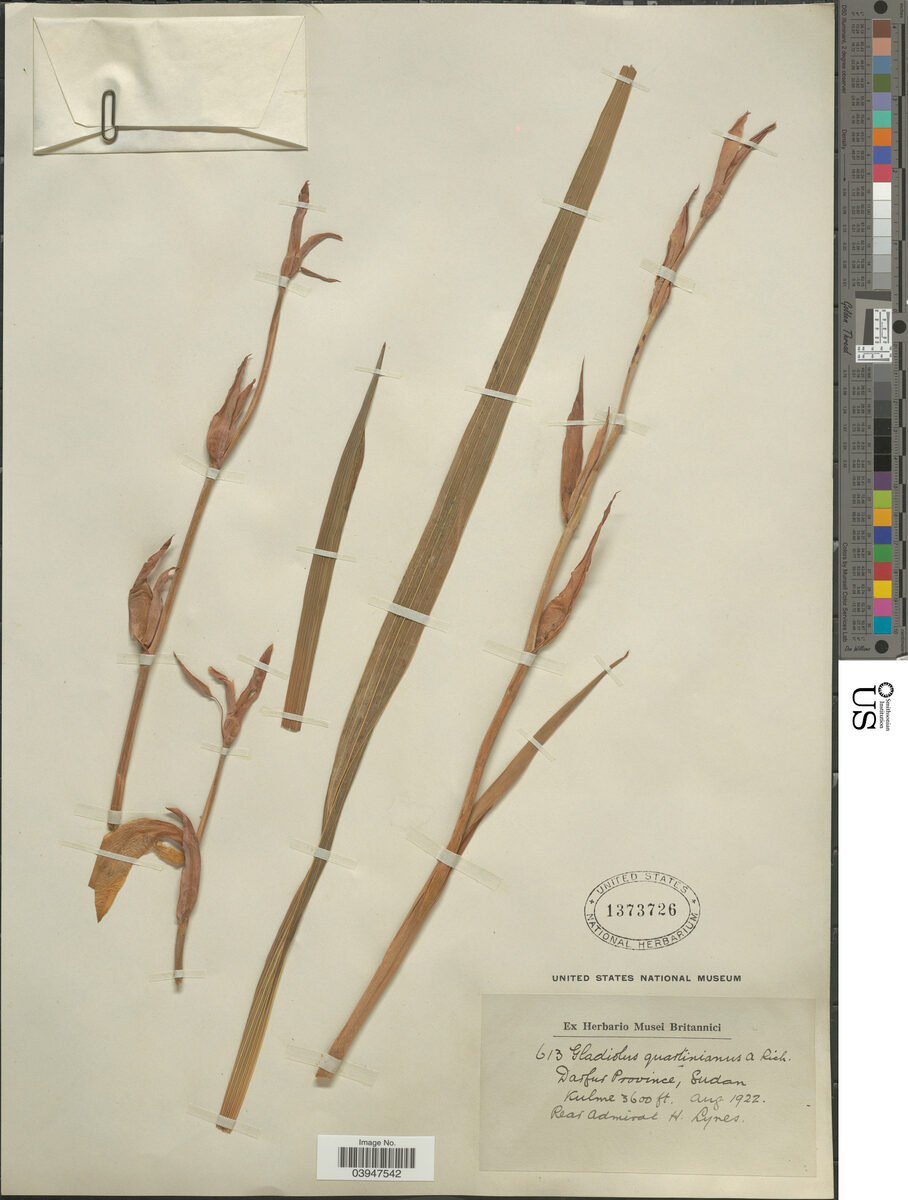 Gladiolus quartinianus — photo