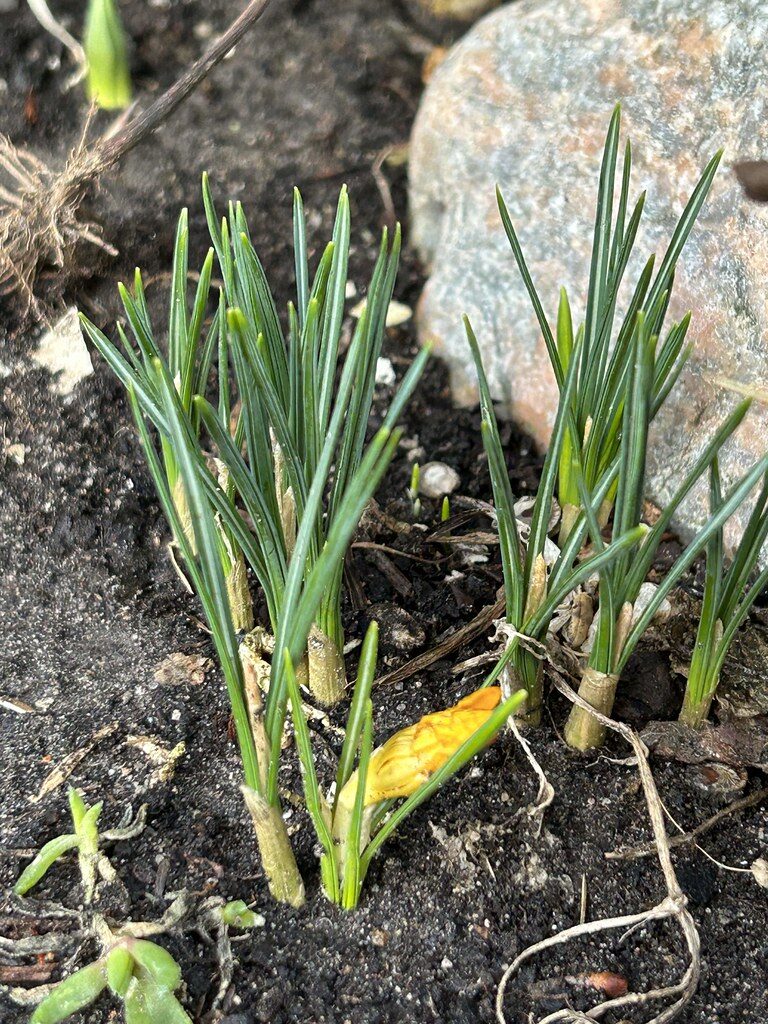 Gladiolus spicatus — photo