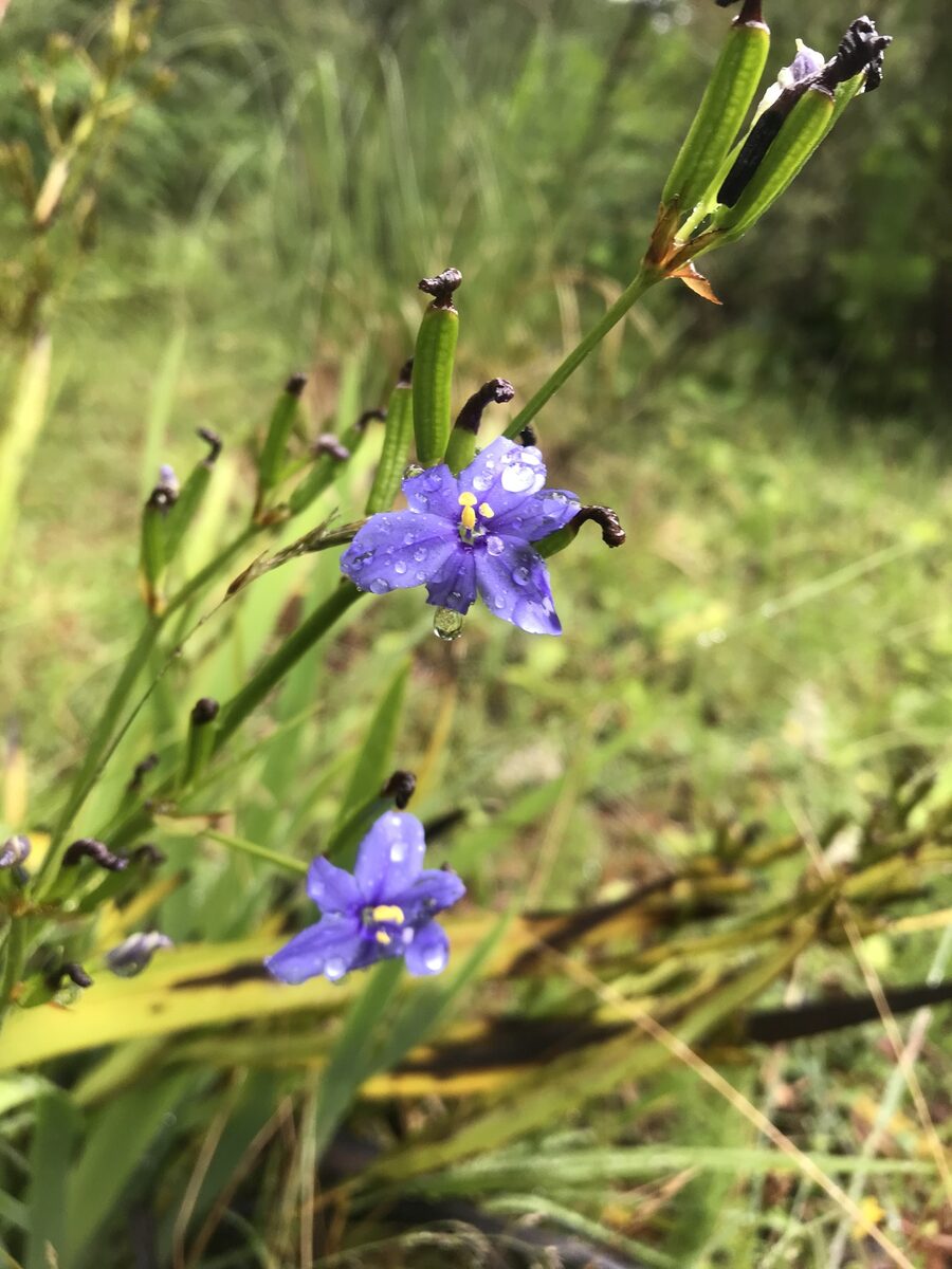 Gladiolus spicatus — photo