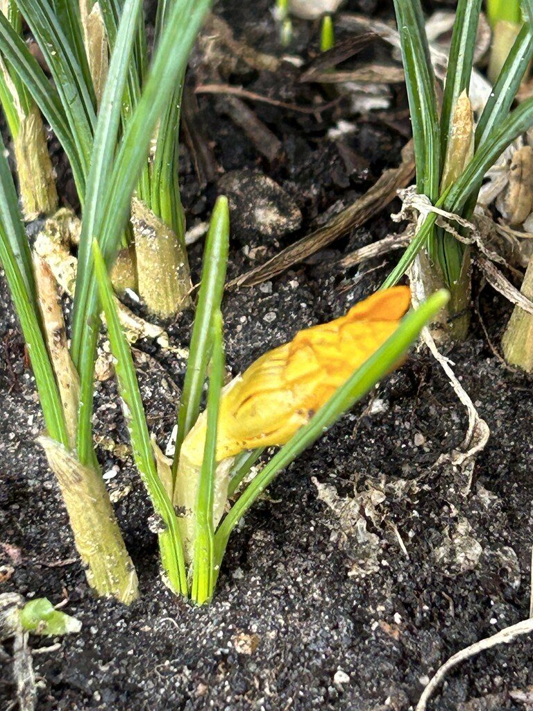 Gladiolus spicatus