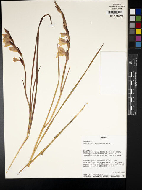 Gladiolus zambesiacus — photo