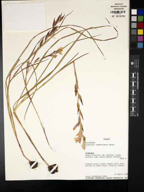 Gladiolus zambesiacus — photo