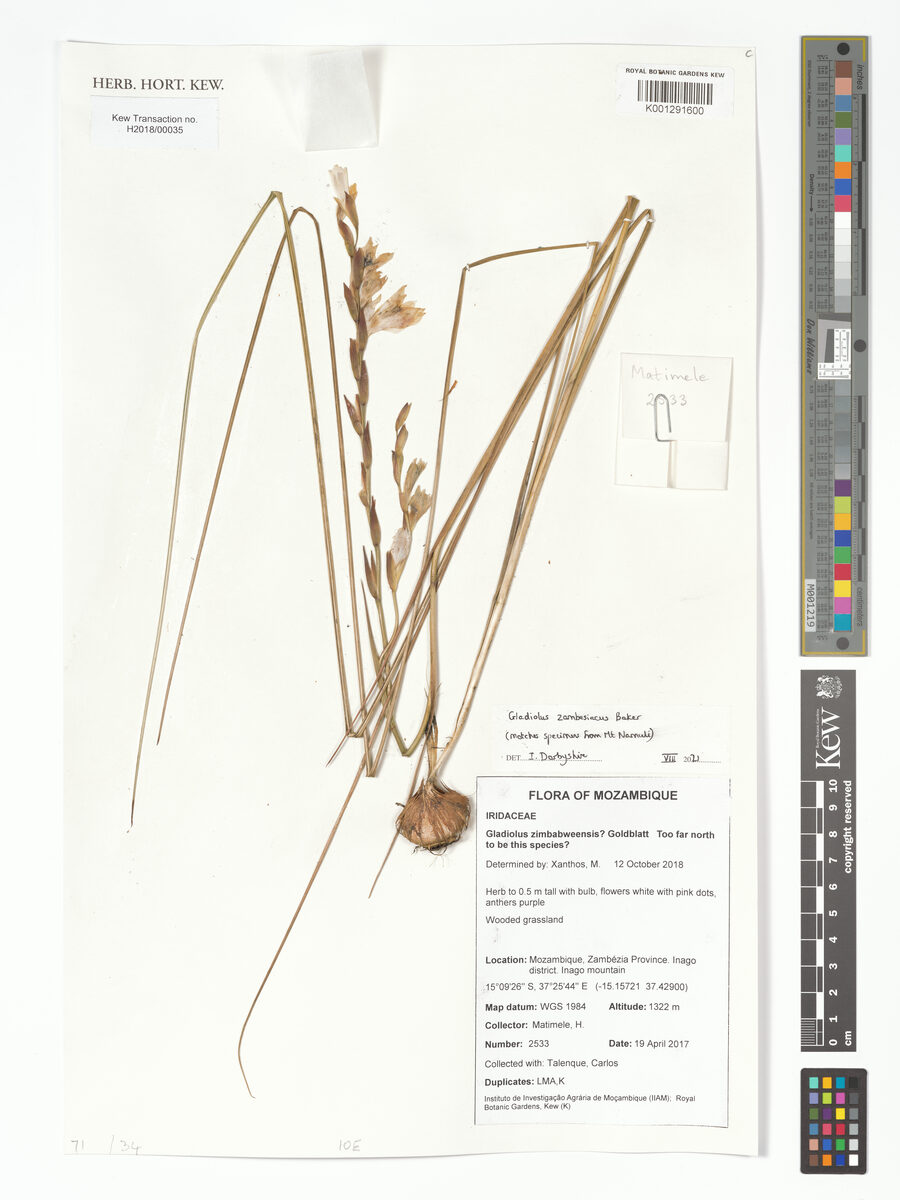 Gladiolus zambesiacus