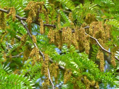 Gleditsia triacanthos (Honey locust) — photo