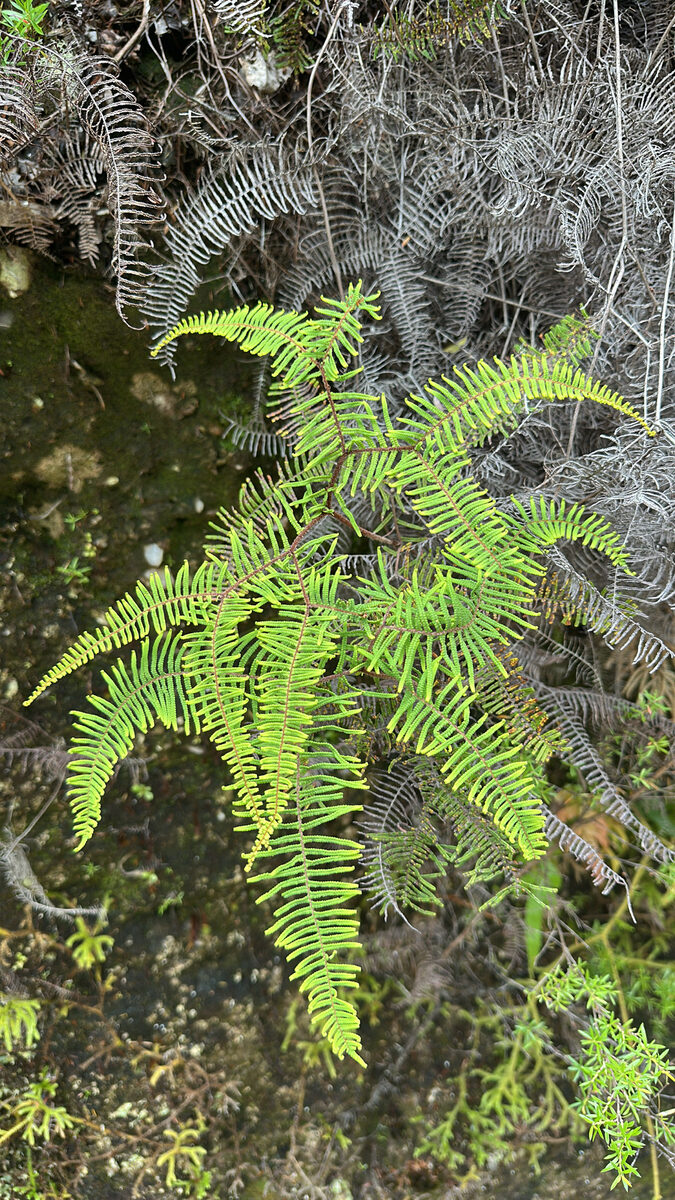 Gleichenia spp. — photo