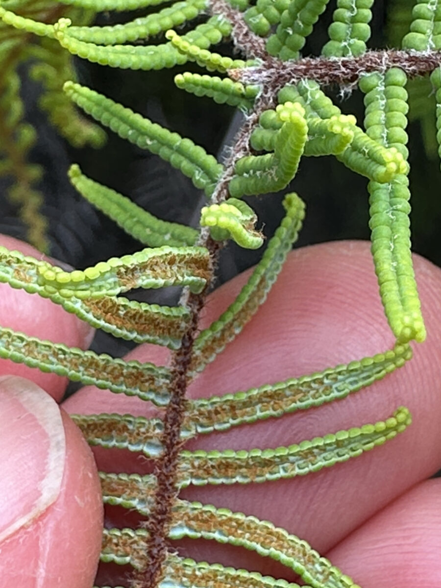 Gleichenia spp. — photo