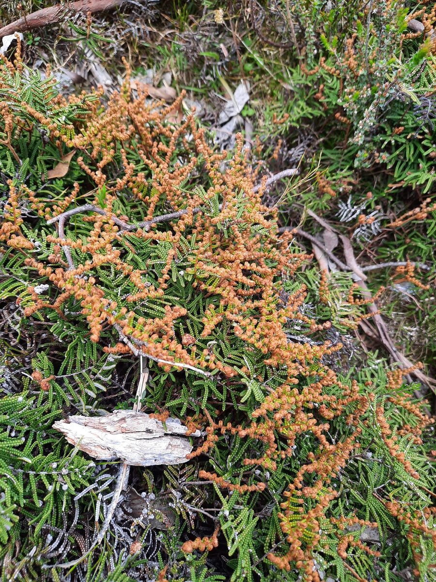 Gleicheniaceae