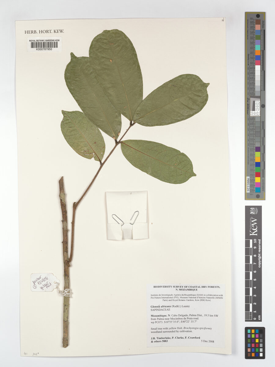 Glenniea africana