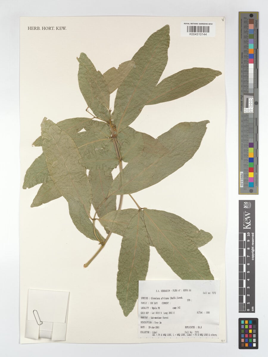 Glenniea africana — photo