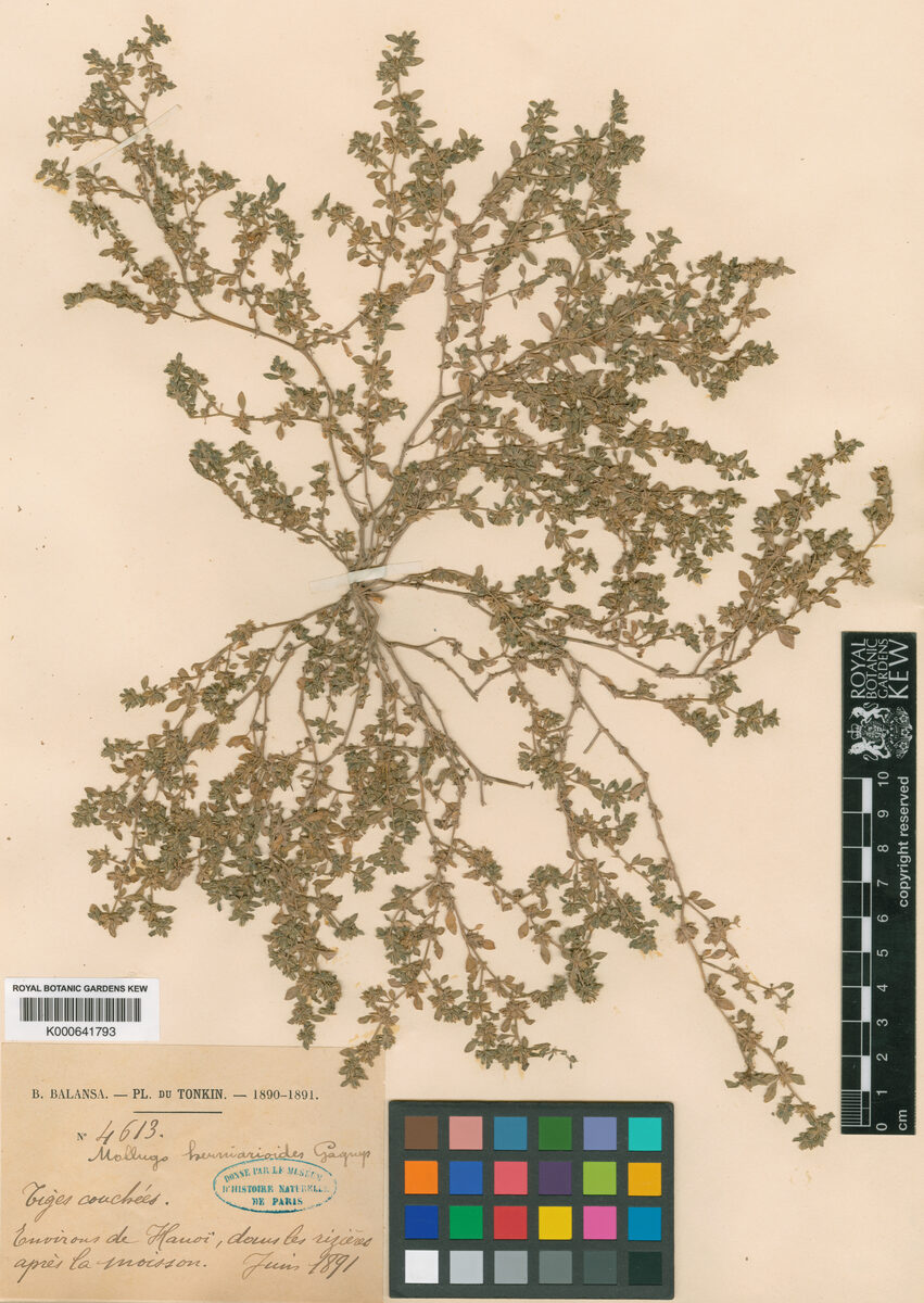 Glinus herniarioides