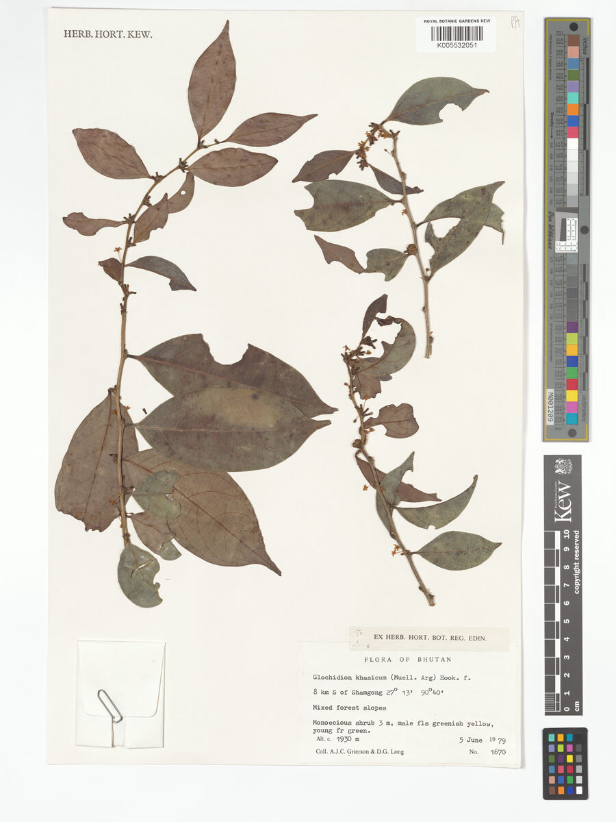 Glochidion khasicum — photo