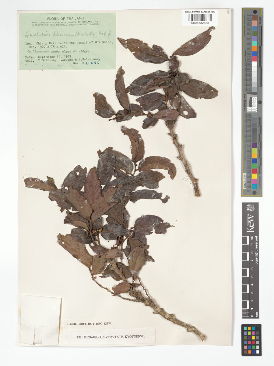 Glochidion khasicum — photo