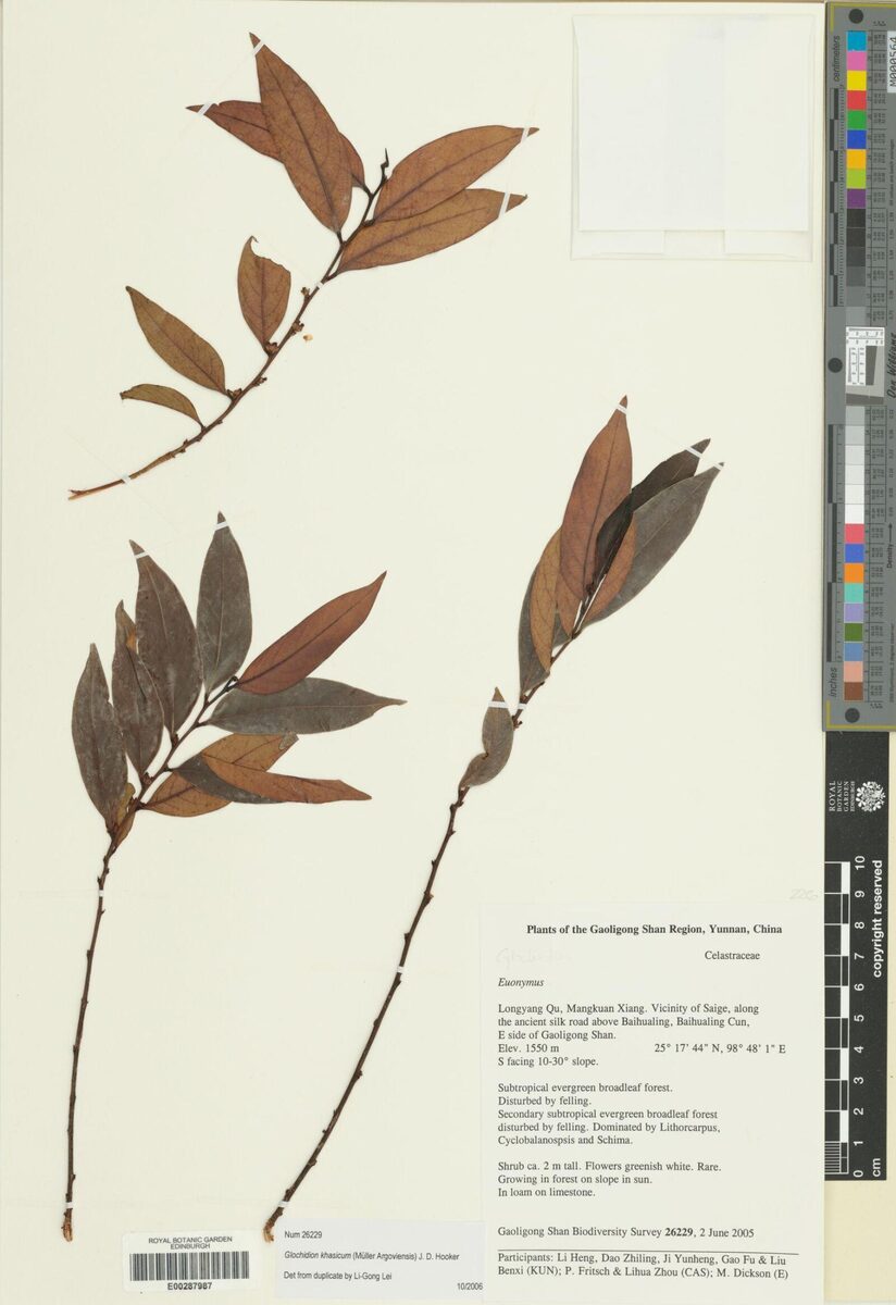 Glochidion khasicum