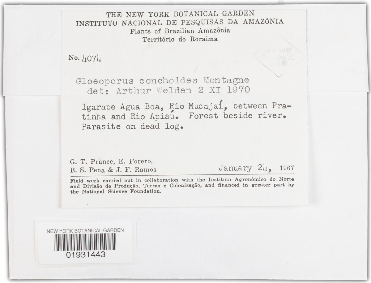 Gloeoporus conchoides — photo