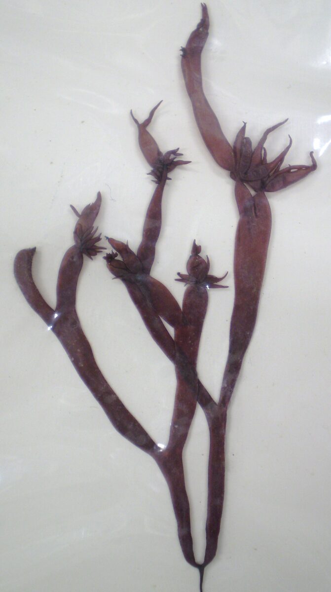 Gloiopeltis tenax