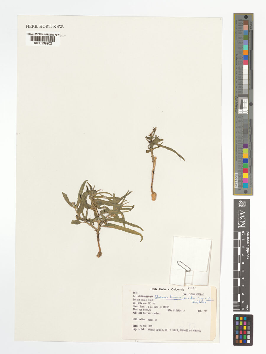 Glossonema boveanum subsp. nubicum — photo