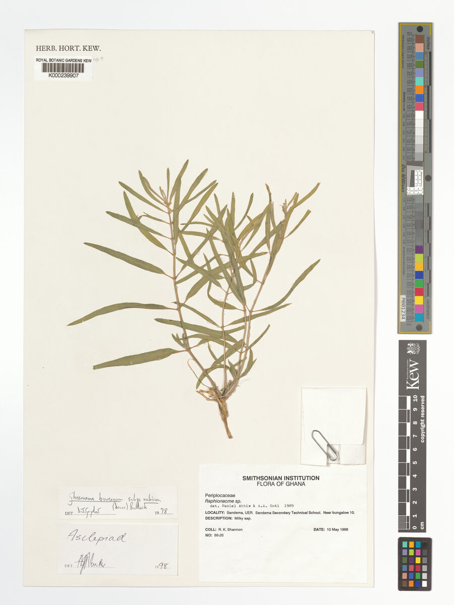 Glossonema boveanum subsp. nubicum — photo