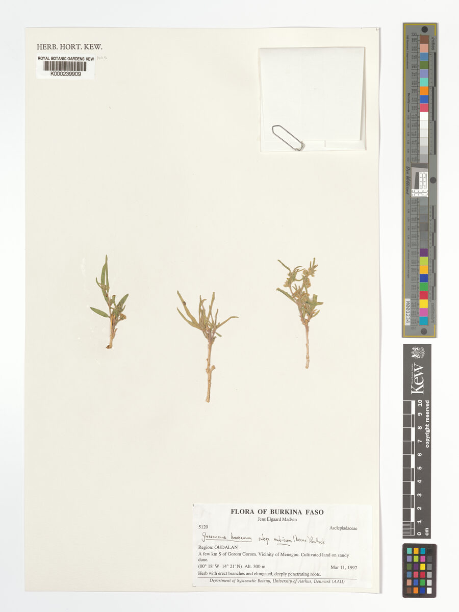 Glossonema boveanum subsp. nubicum