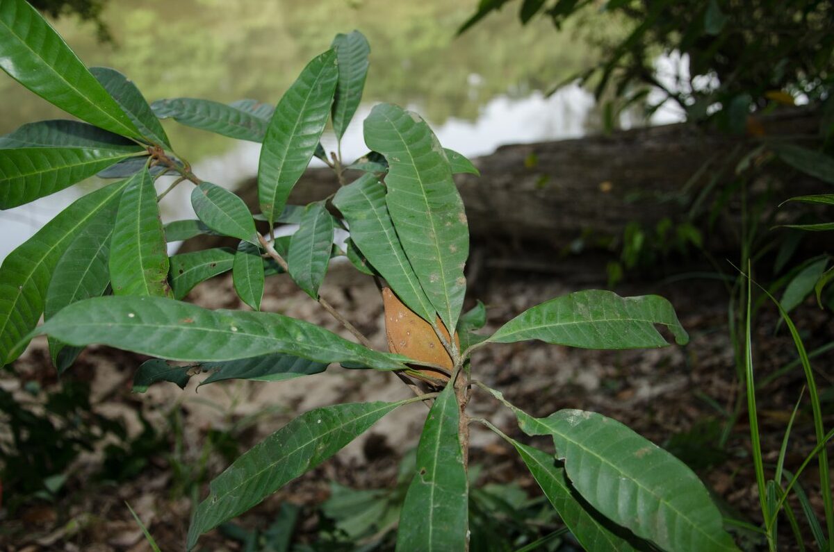 Gluema ivorensis — photo