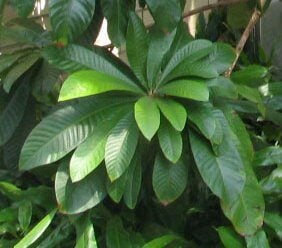 Gluema ivorensis