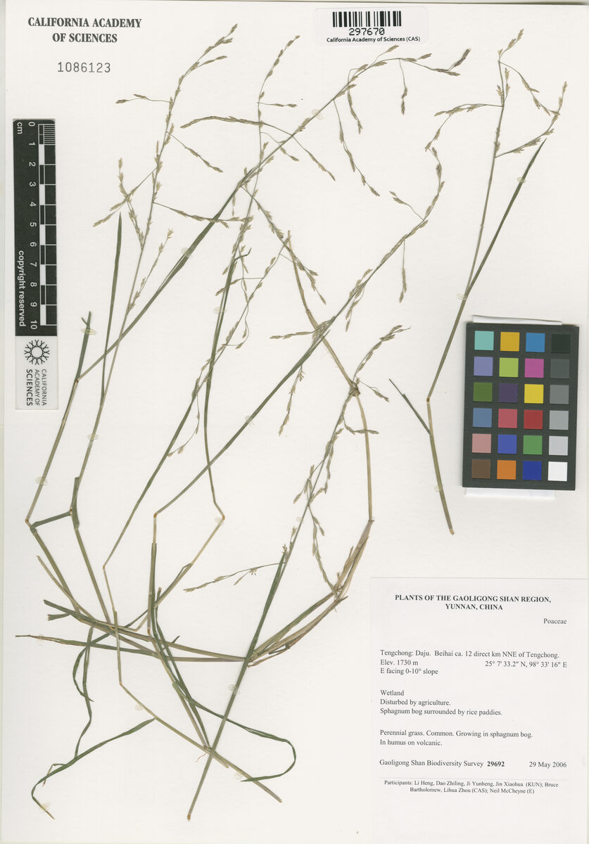 Glyceria tonglensis — photo
