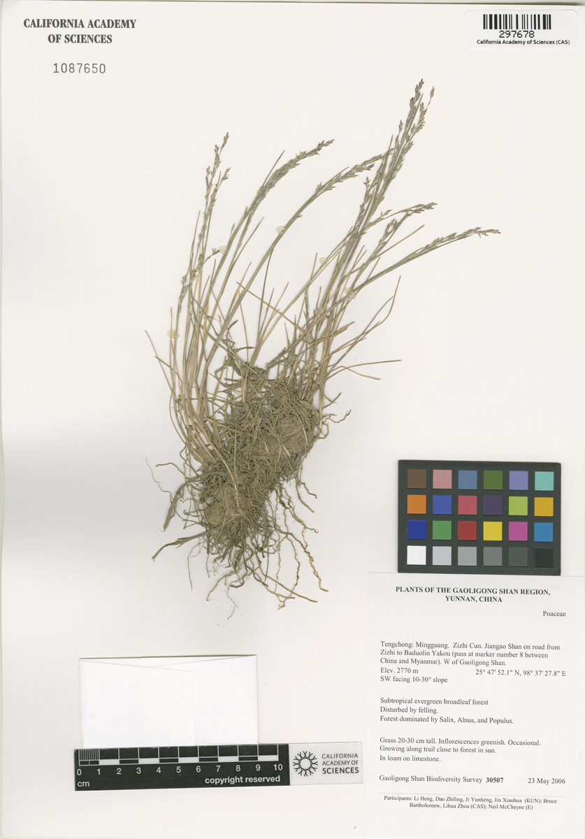 Glyceria tonglensis — photo