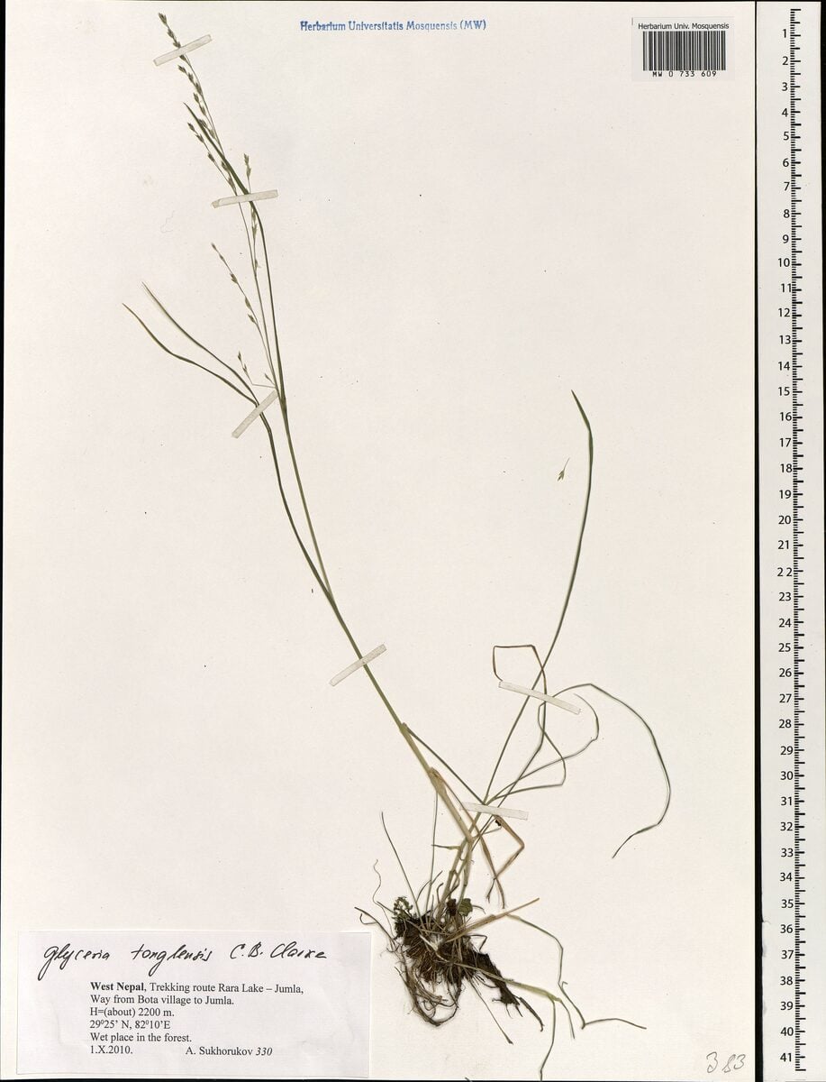 Glyceria tonglensis