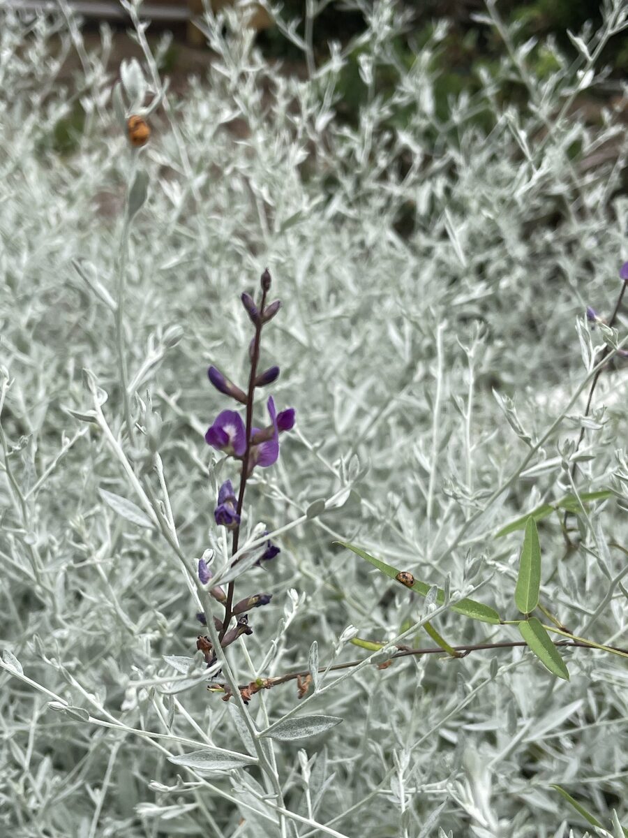 Glycine spp. (Perennial Soybean) — photo