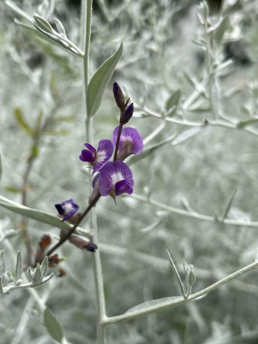 Glycine spp. (Perennial Soybean) — photo