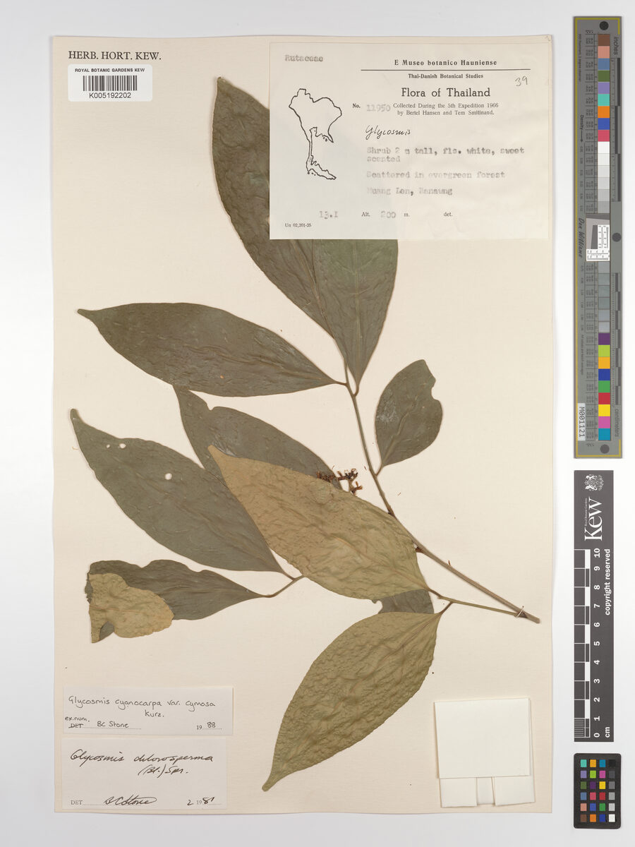 Glycosmis lucida