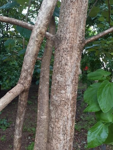Gmelina arborea (Gmelina) — photo