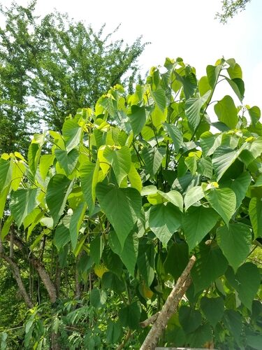 Gmelina arborea (Gmelina) — photo